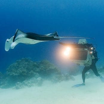 3D camera control testing by diver photographing hammerhead shark