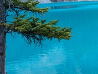 Banff – Moraine Lk Tree 2000h